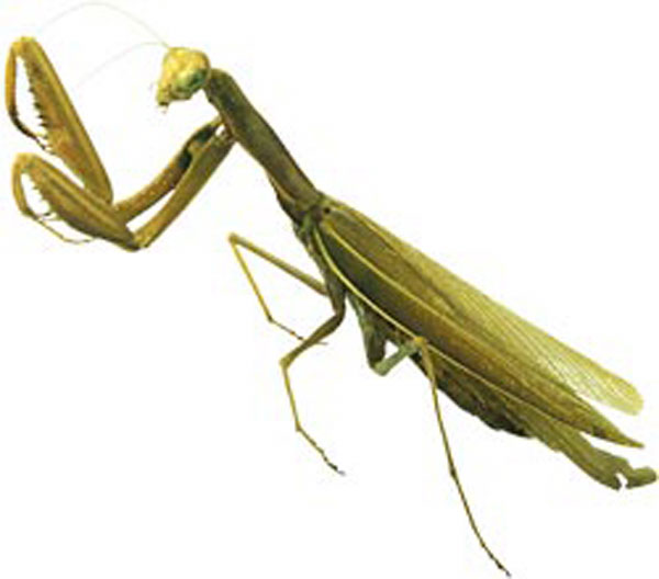 Praying Mantis